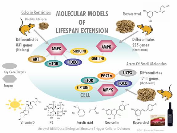 Molecular model of Lifespan Exntension
