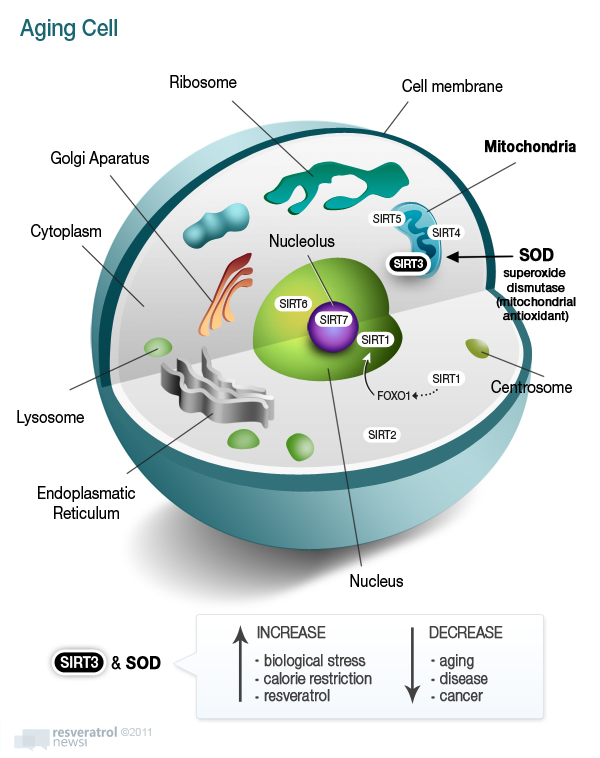 Aging Cell