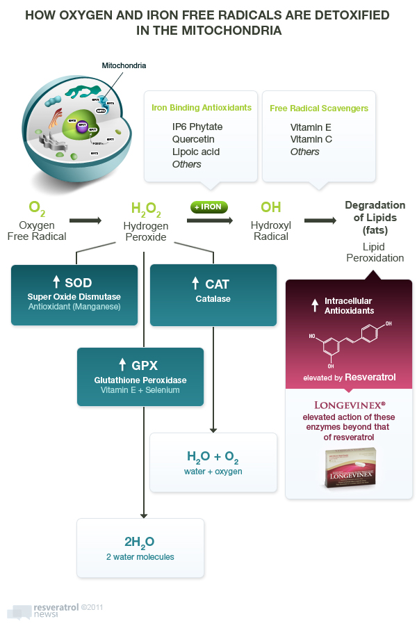 free radicals detox in mitochondria