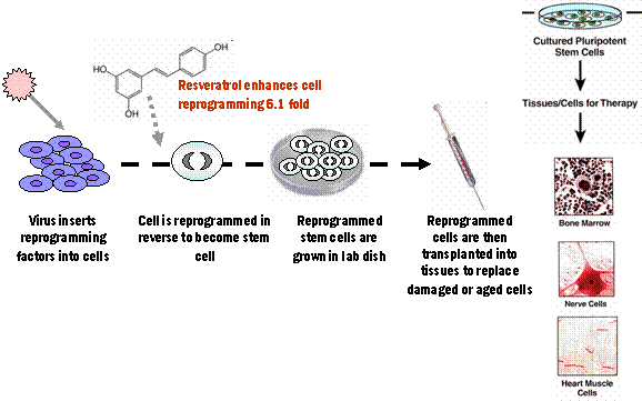 resveratrol cell reprogramming scheme