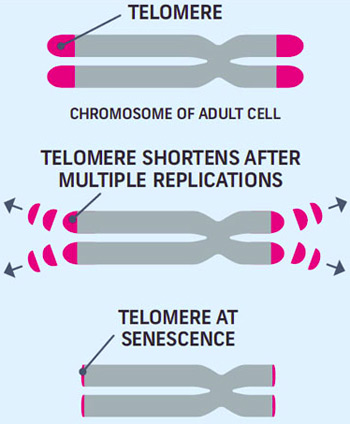 telomere-length-iron