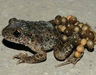 toad-eggs