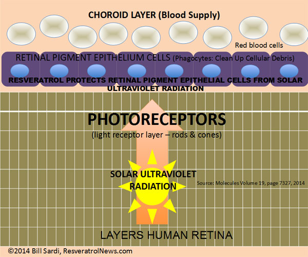 resveratrol-retina