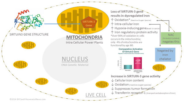 sirtuin3-mechanism