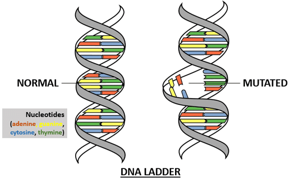 DNA ladder: normal vs mutated