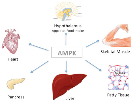 AMPK diagram