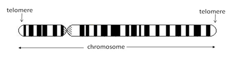 chromozome-telomere
