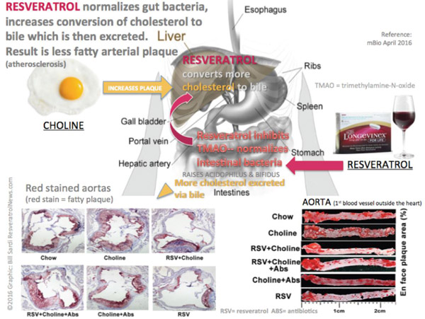 resveratrol-gut-bacteriaSM