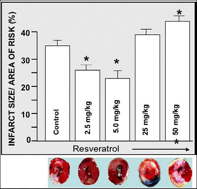 Chart: resveratrol doses and the infarct size