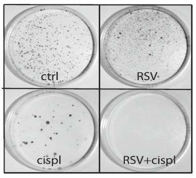 Laboratory dishes: resveratrol, cisplatin