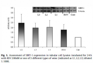 SIRT1graph