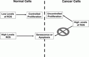Normal vs cancer cells